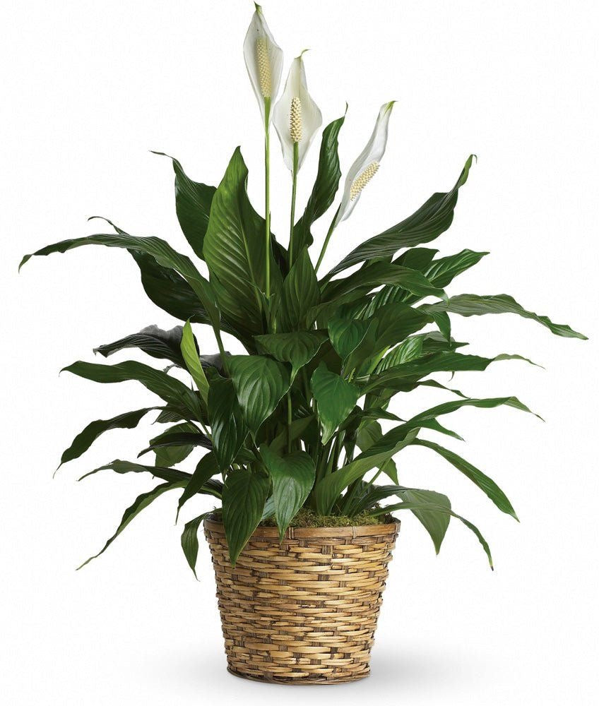 6” peace lily