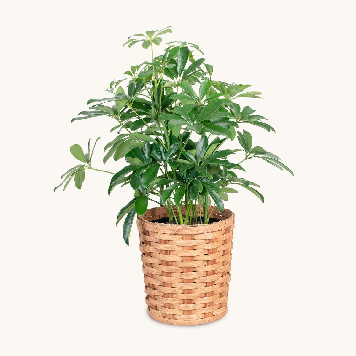 6” green plant