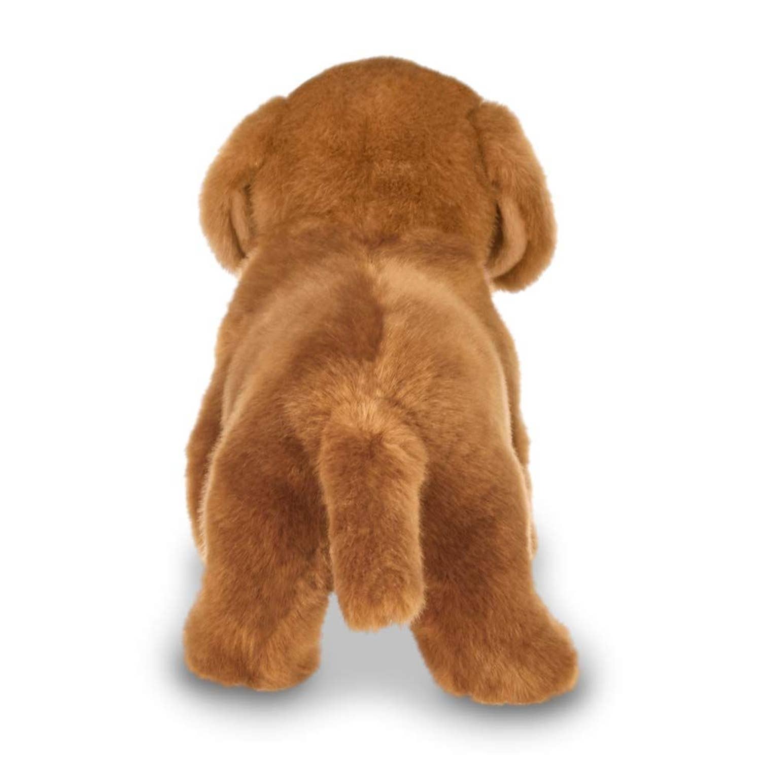 Frankie the Daschund